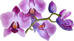 Headerbild Orchidee
